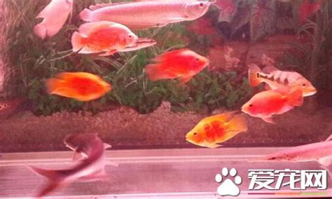 紅招財魚|什麼是風水魚？